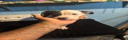 American Staffordshire Terrier dogs for sale: American Staffordshire Terrier 4 - Ad 5