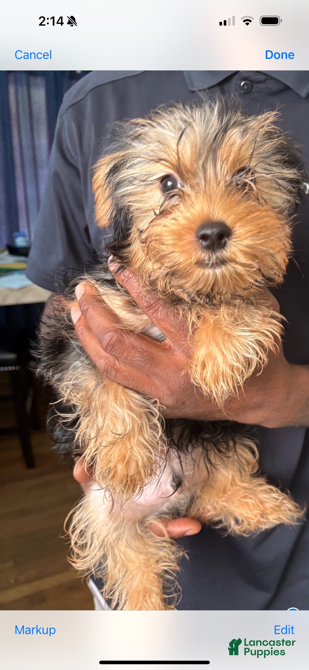 Yorkshire Terrier dogs for sale: Yorkshire Terrier Puppy 2 - Ad 2