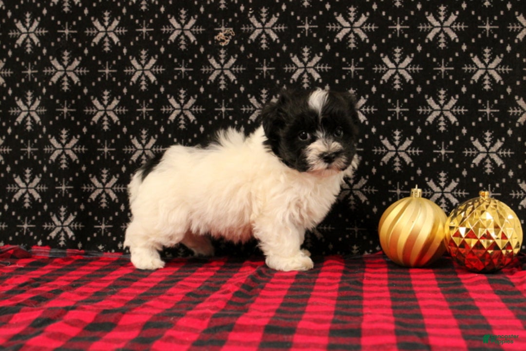 Maltipoo dogs for sale: Felicity - Ad 2