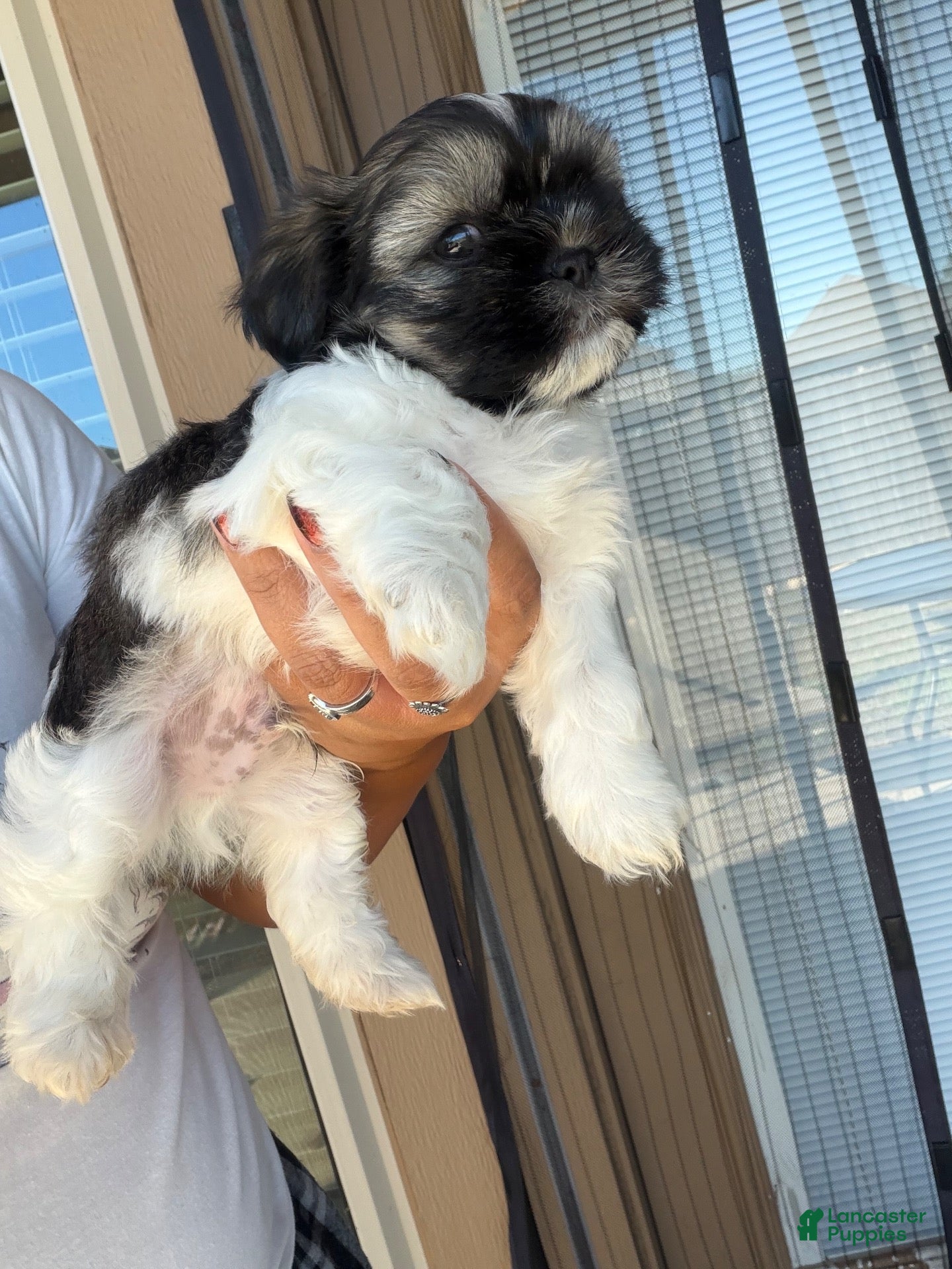 Shih Tzu dogs for sale: Shih Tzu 1 - Ad 16