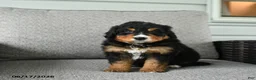 Bernedoodle dogs for sale: Smokey - Ad 3