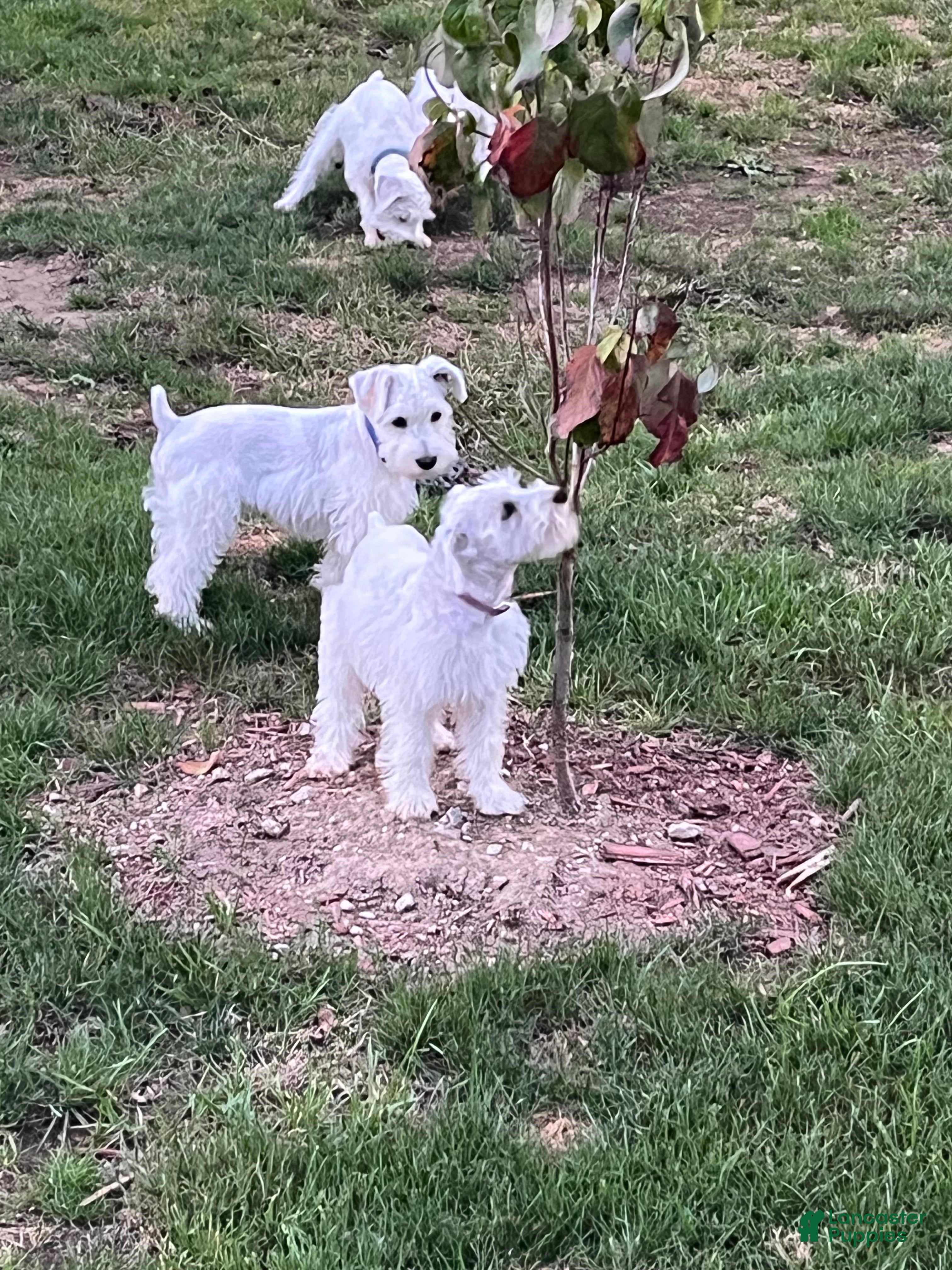 Miniature Schnauzer dogs AKC Chewie - Ad 2