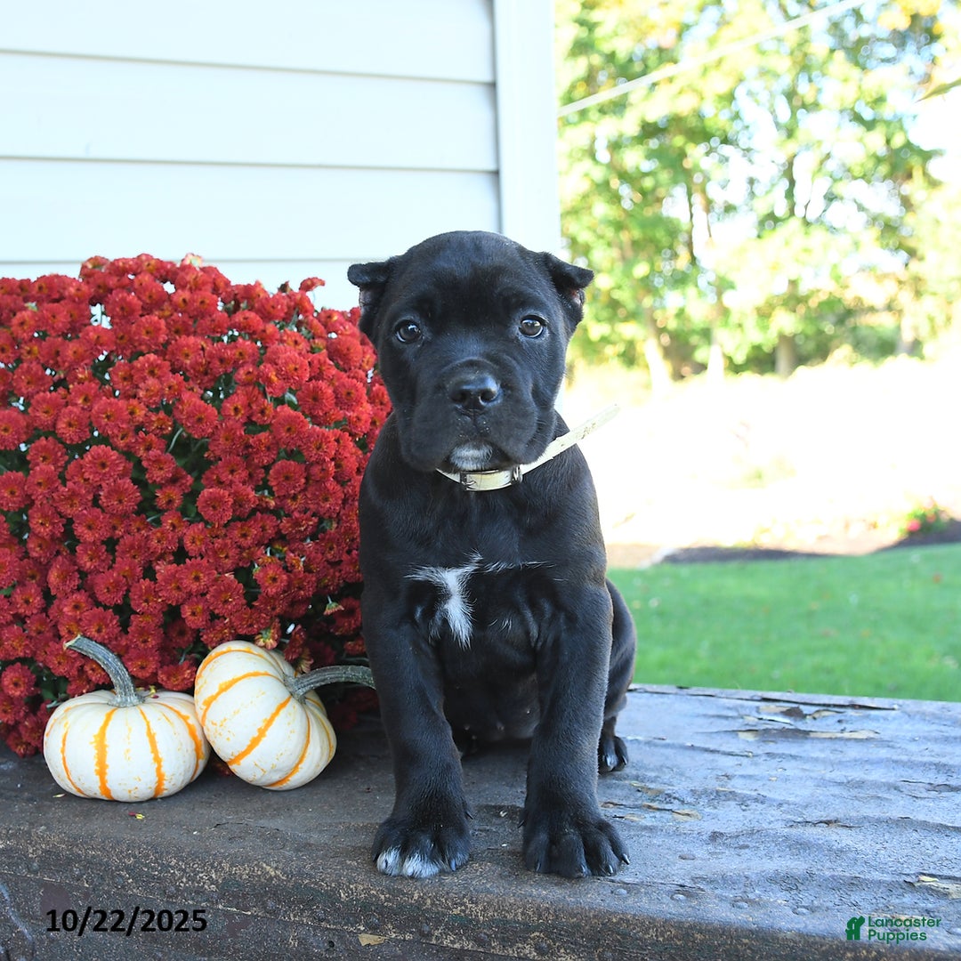 Cane Corso dogs for sale: Meadow - Ad 8