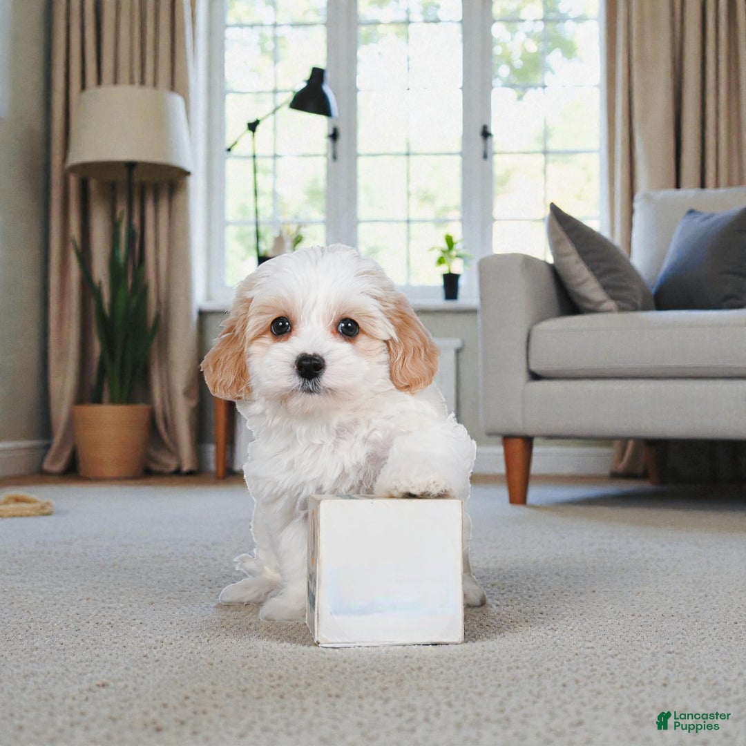 Maltipoo dogs for sale: Cooper - Ad 1