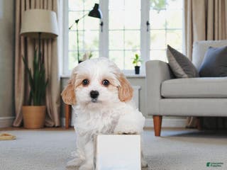 Maltipoo dogs Cooper - Ad 28