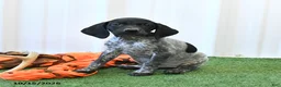 German Shorthaired Pointer dogs for sale: Leslie - Ad 4