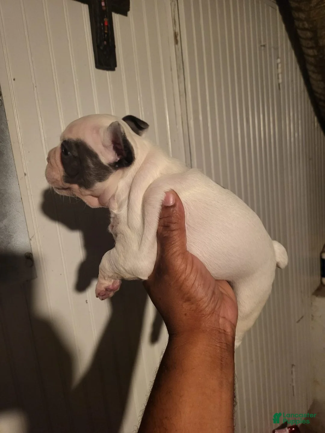French Bulldog dogs for sale: French Bulldog Girl  - Ad 5