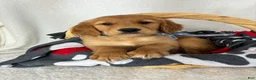 Golden Retriever dogs for sale: Goose - Ad 2