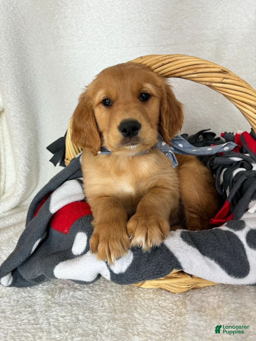 Golden Retriever dogs for sale: Goose - Ad 2