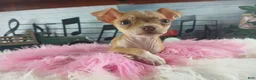 Chihuahua dogs for sale: Teacup female Chihuahua.  Hand Delivery  - Ad 10