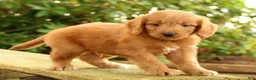 Mini Goldendoodle dogs for sale: Mitch - Ad 5