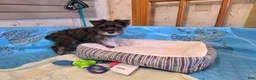 Miniature Schnauzer dogs for sale: Sam - Ad 8
