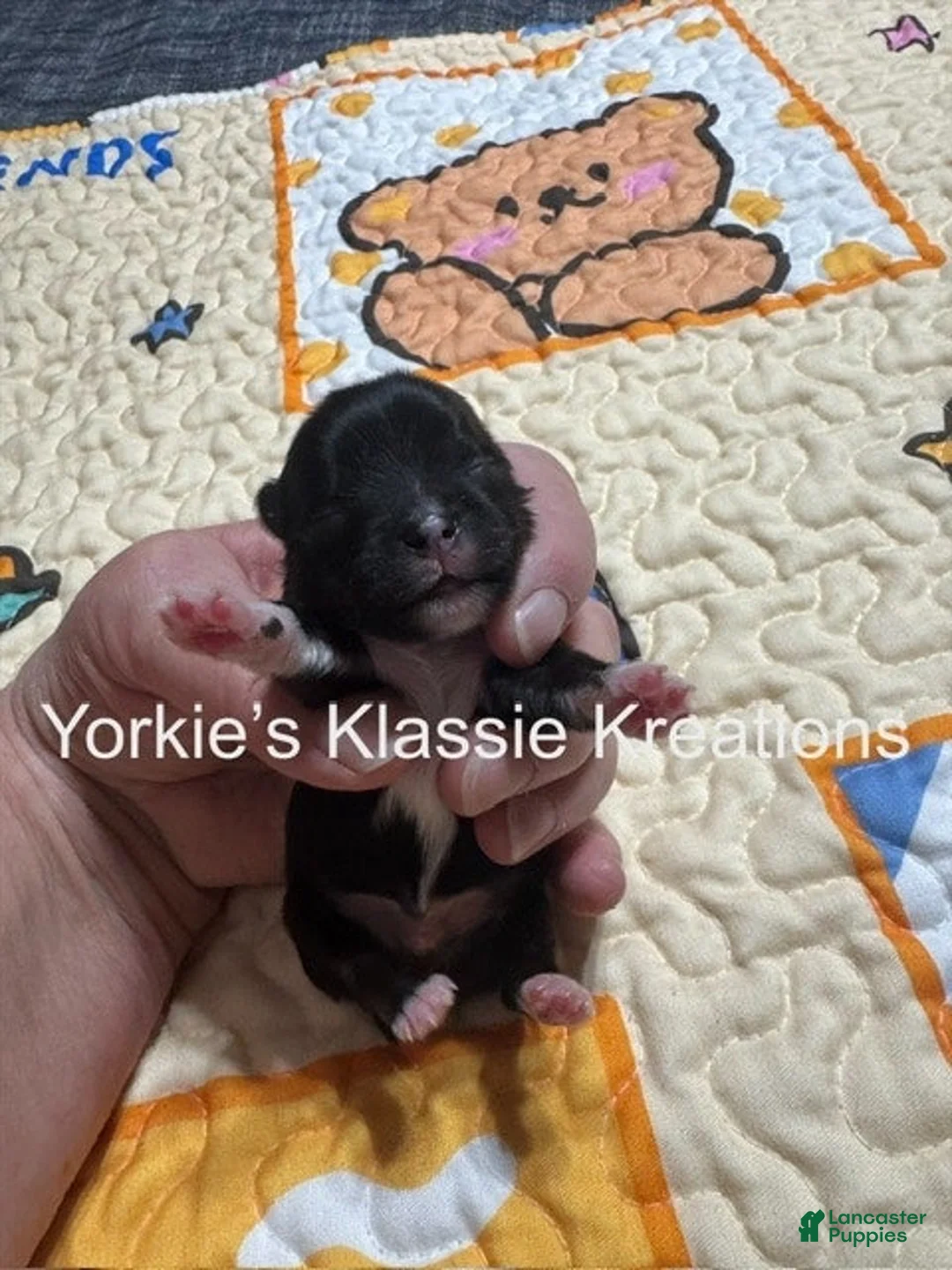 Yorkshire Terrier dogs for sale: KODA - Ad 1