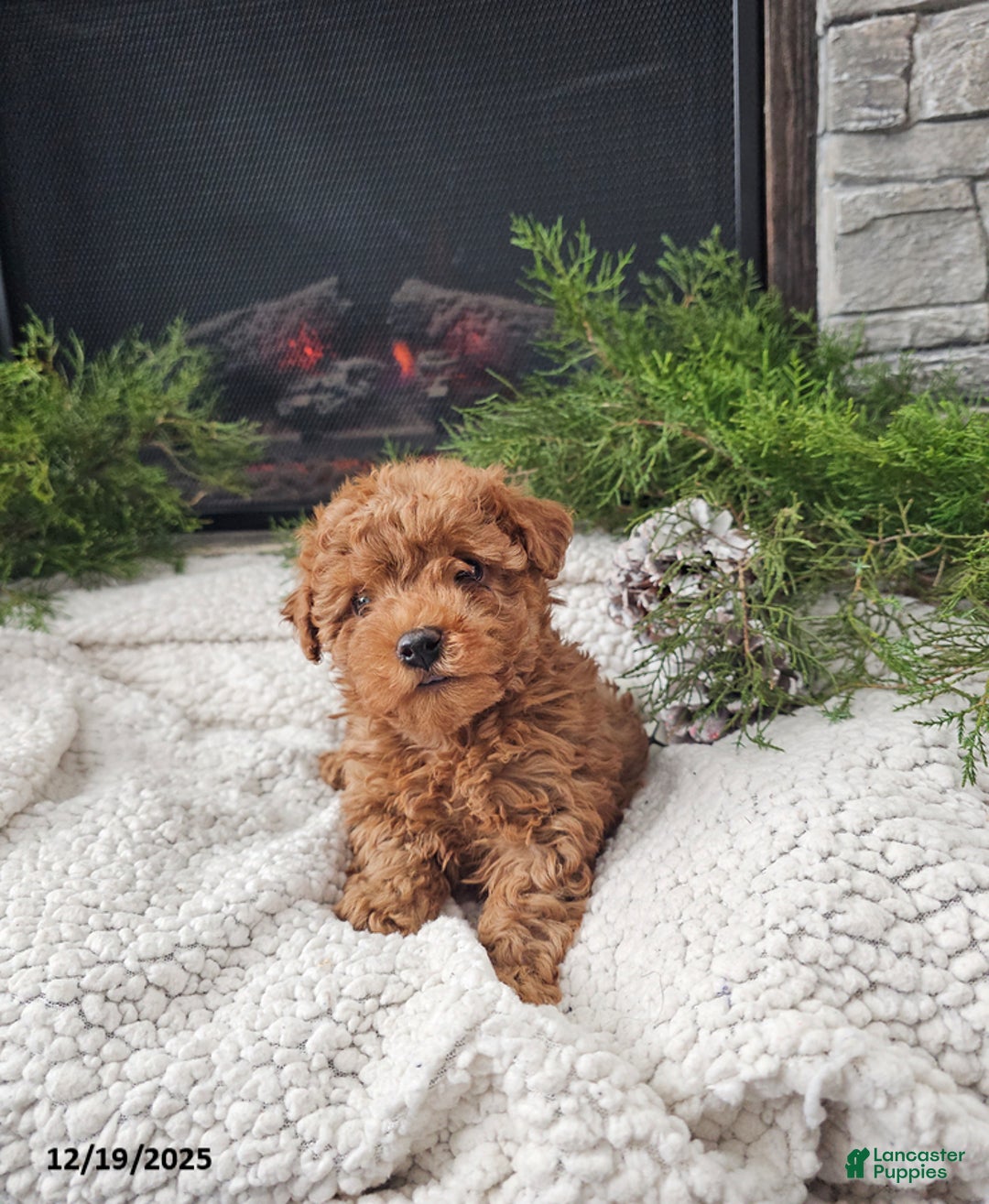 Mini Goldendoodle dogs for sale: Brewster - Ad 2