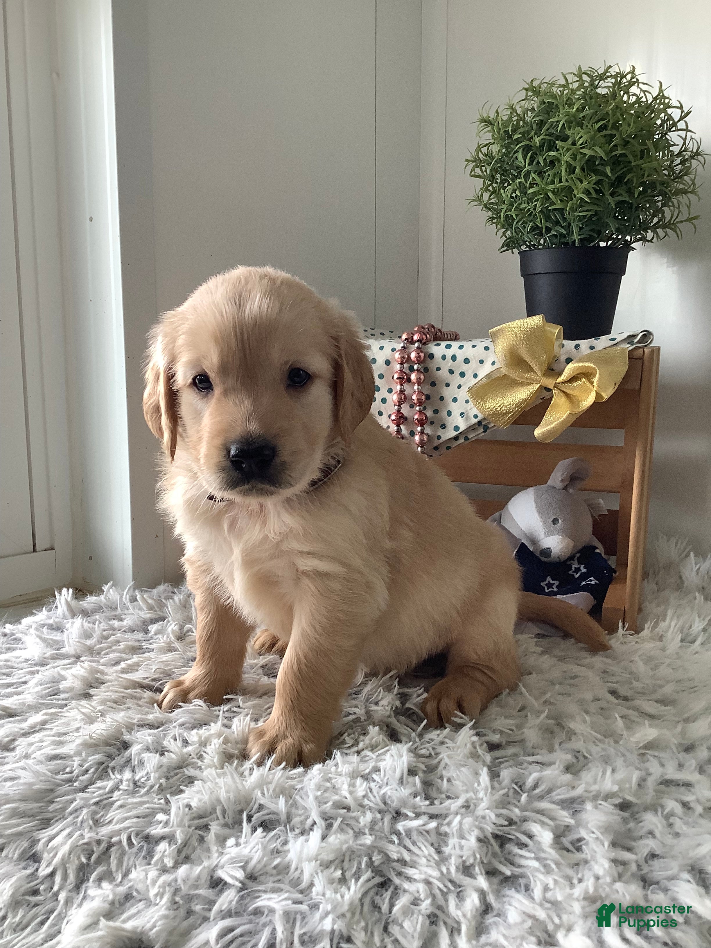 Golden Retriever dogs Golden Retriever Rover - Ad 1