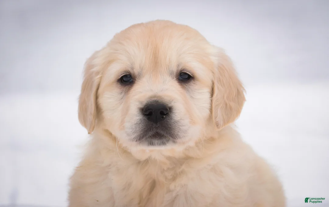 Golden Retriever dogs for sale: Raine - Ad 4