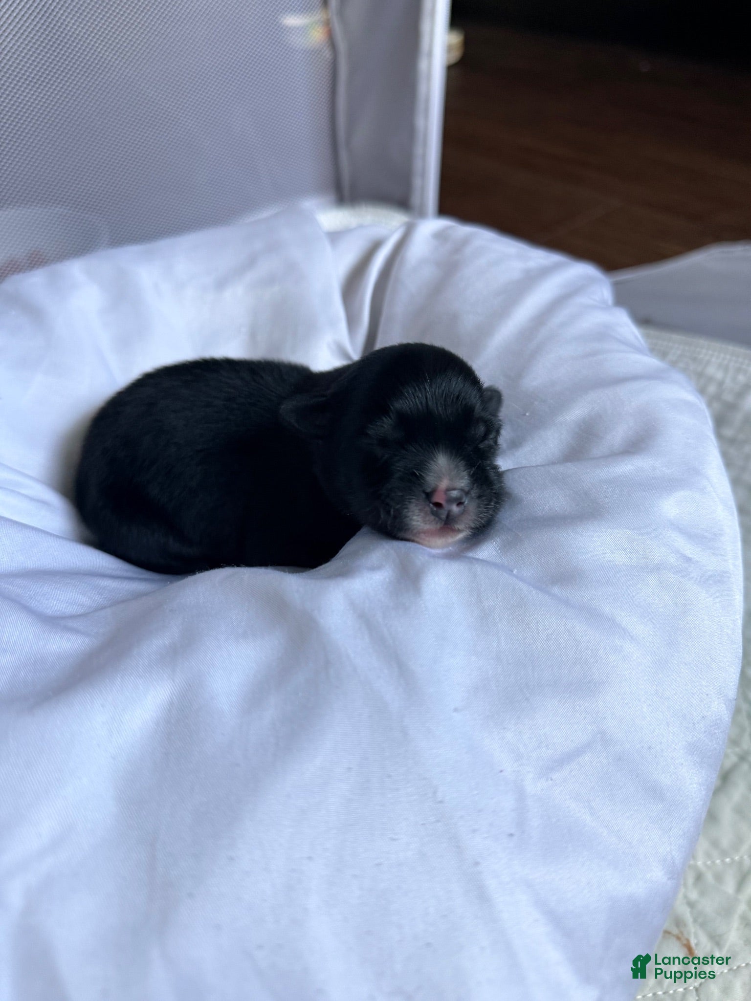 Miniature Australian Shepherd dogs Male #4 - Azriel - Ad 10