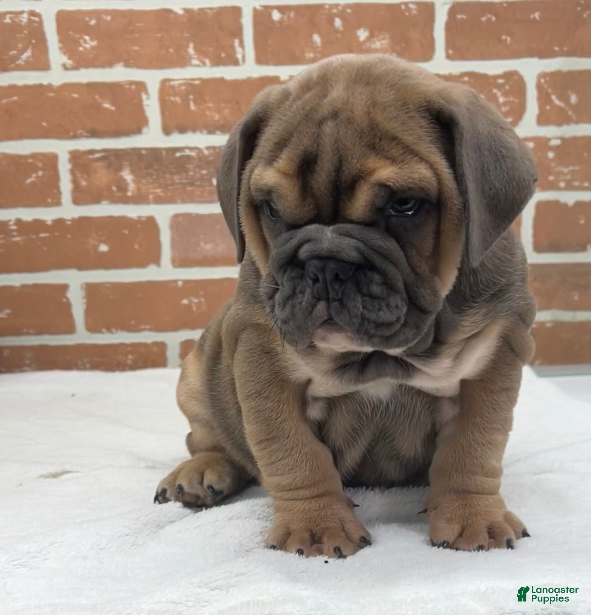 English Bulldog dogs for sale: Sawyer - Ad 1