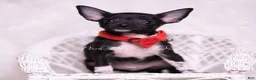 Chihuahua dogs for sale: Tiny Chico - Ad 1