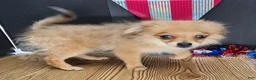 Pomeranian dogs for sale: Pepper's Long Shot - "Archer" - Ad 31