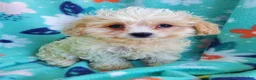 Cavachon dogs for sale: Harry - Ad 3