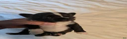 Chihuahua dogs for sale: Jazz - Ad 4