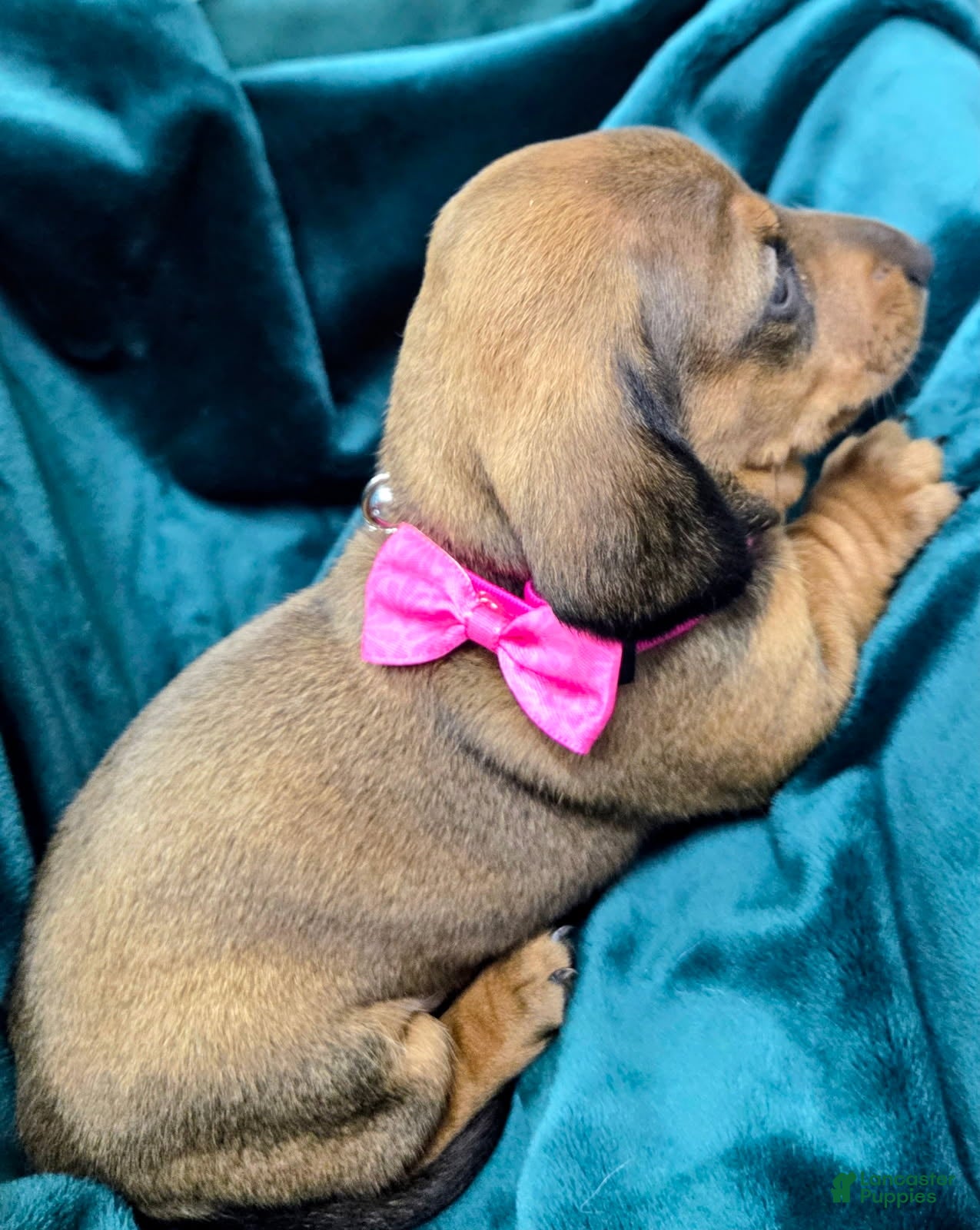 Dachshund dogs  Pumpkin - Ad 2