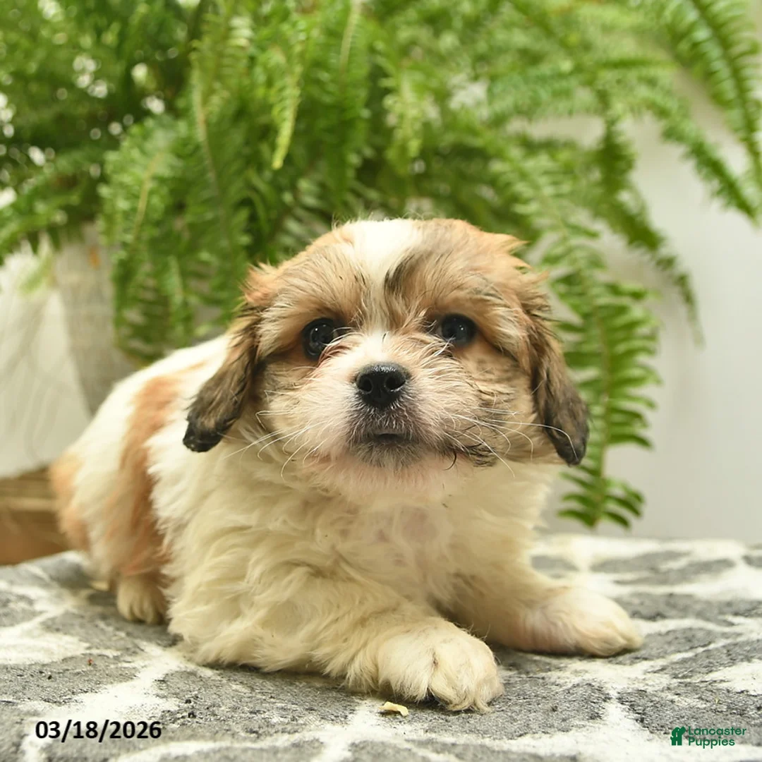 Pekapoo dogs for sale: Jerry - Ad 5