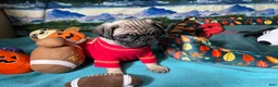 Pug dogs for sale: Moe - Ad 5