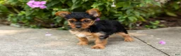 Yorkshire Terrier dogs for sale: Stacey  - Ad 2