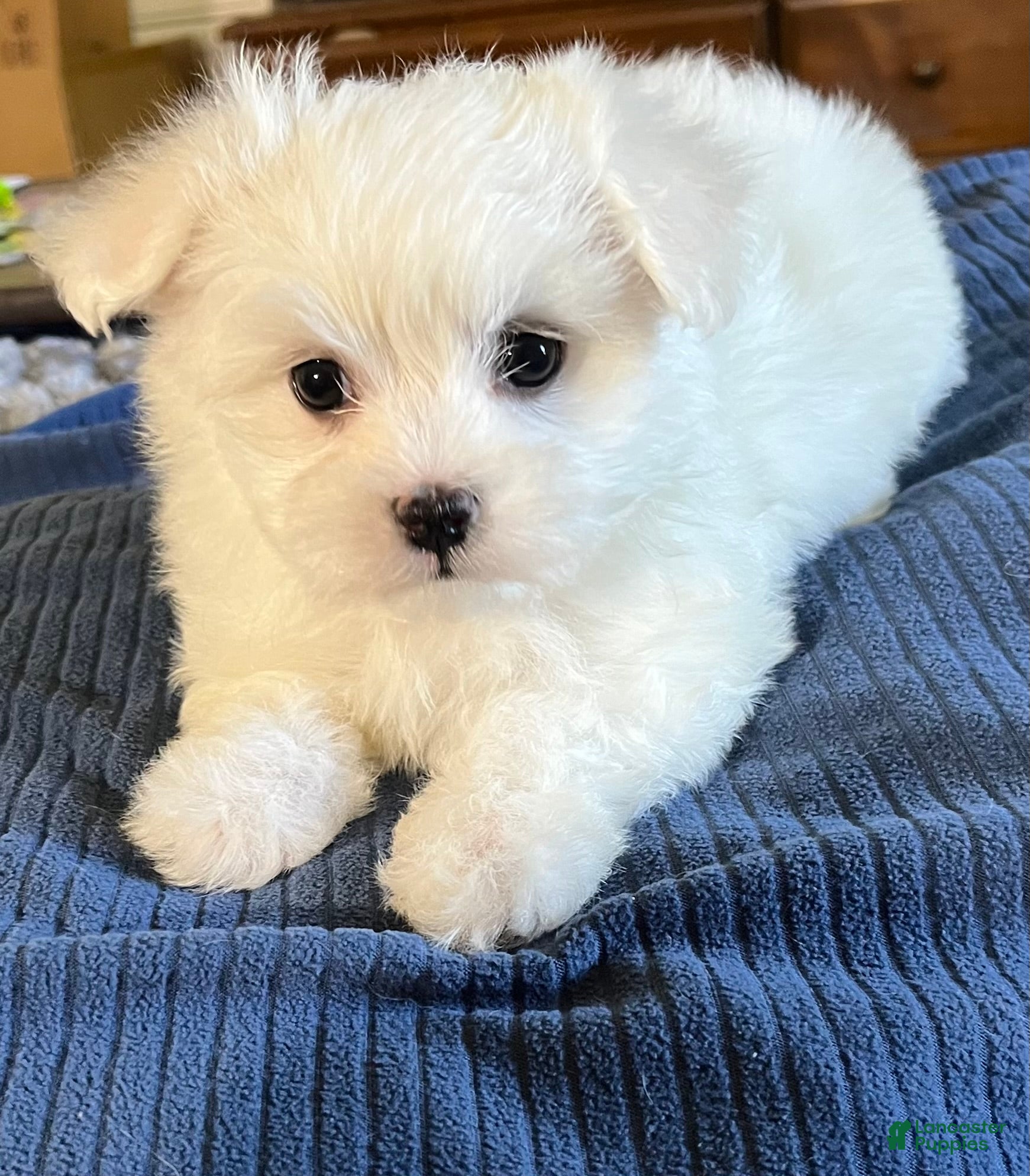 Maltese dogs Maltese 1 - Ad 7