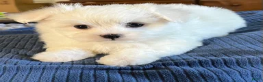 Maltese 1