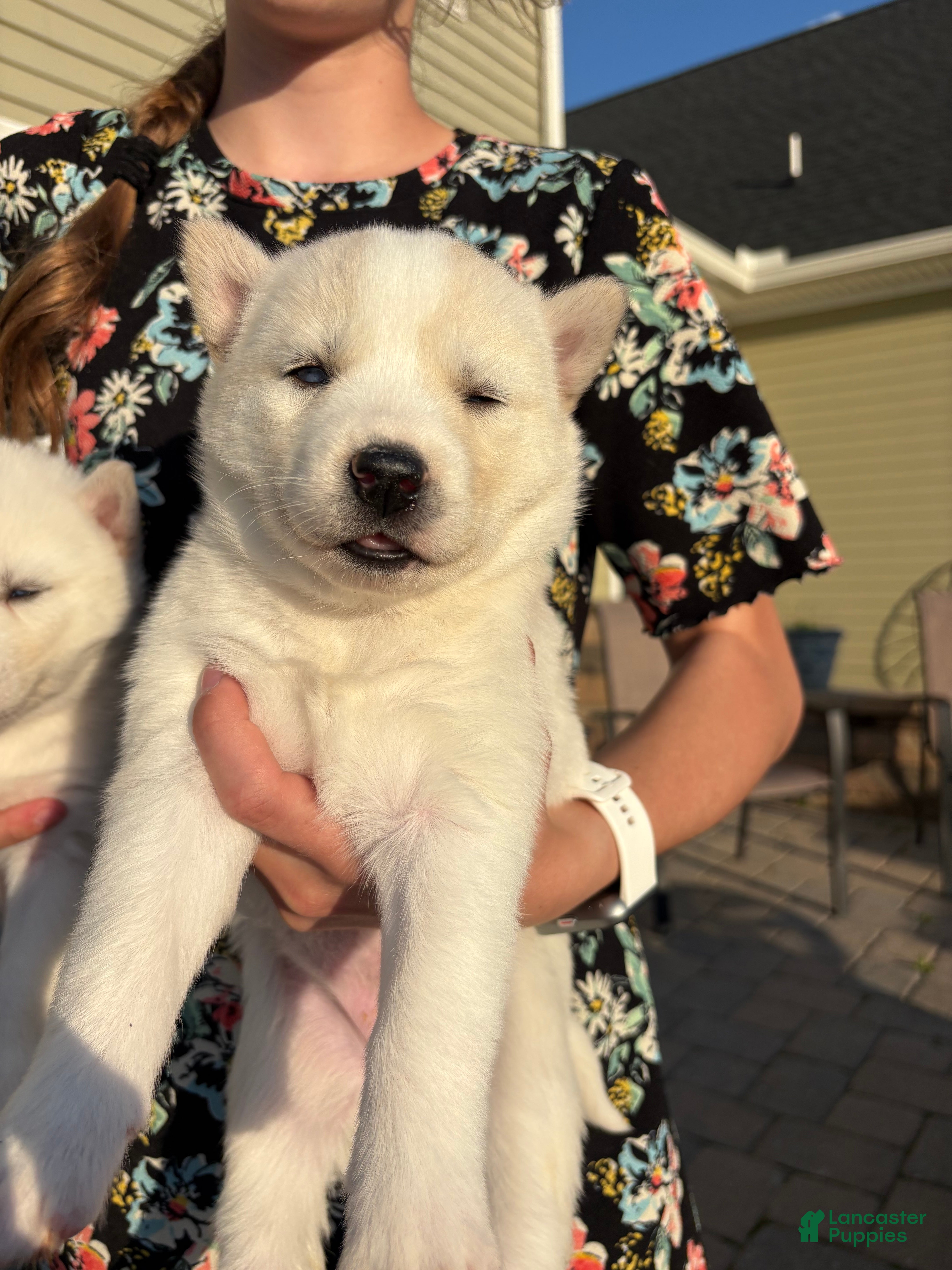 Siberian Husky dogs Coconut - Ad 29