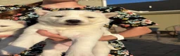 Siberian Husky dogs for sale: Coconut - Ad 1