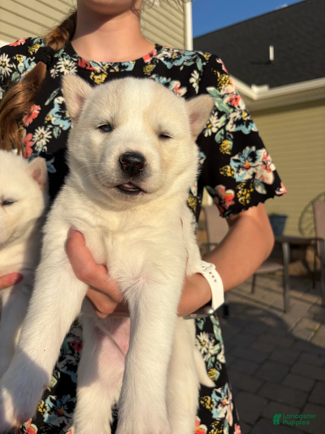 Siberian Husky dogs for sale: Coconut - Ad 1