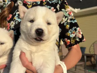 Siberian Husky dogs Coconut - Ad 25