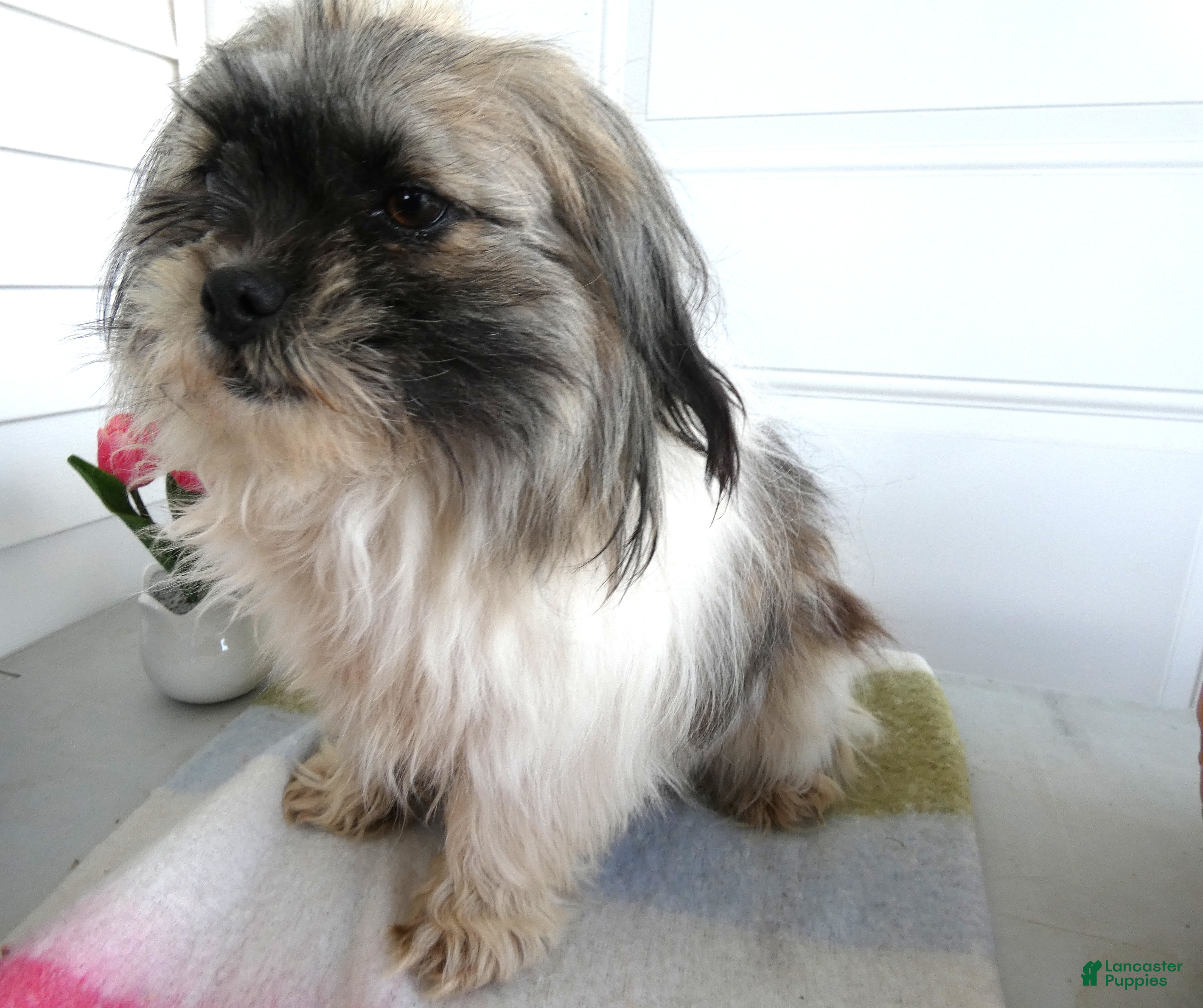 Shih Tzu dogs for sale: Shih Tzu Puppy 1 Holly - Ad 1