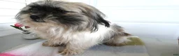 Shih Tzu dogs for sale: Shih Tzu Puppy 1 Holly - Ad 1