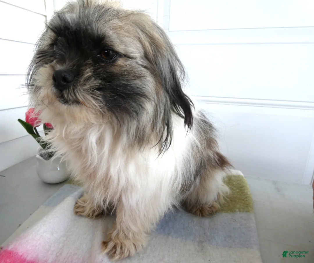 Shih Tzu dogs for sale: Shih Tzu Puppy 1 Holly - Ad 1