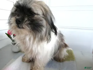 Shih Tzu dogs Shih Tzu Puppy 1 Holly - Ad 25