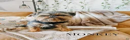 Mixed Breed dogs for sale: Mallory - Ad 2