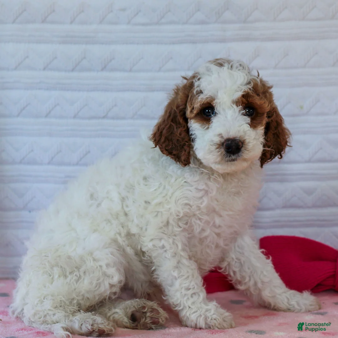 Mini Goldendoodle dogs for sale: Jaspern - Ad 3