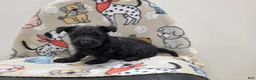 Scottish Terrier dogs for sale: Violet - Ad 3