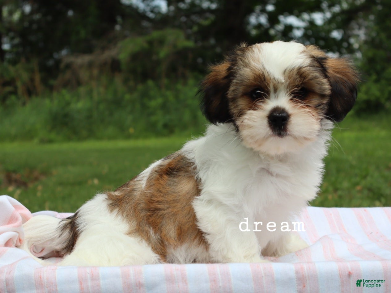 Mixed Breed dogs Gemma - Ad 2