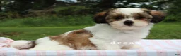 Mixed Breed dogs for sale: Gemma - Ad 2
