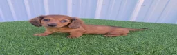 Miniature Dachshund dogs for sale: Angie - Ad 4