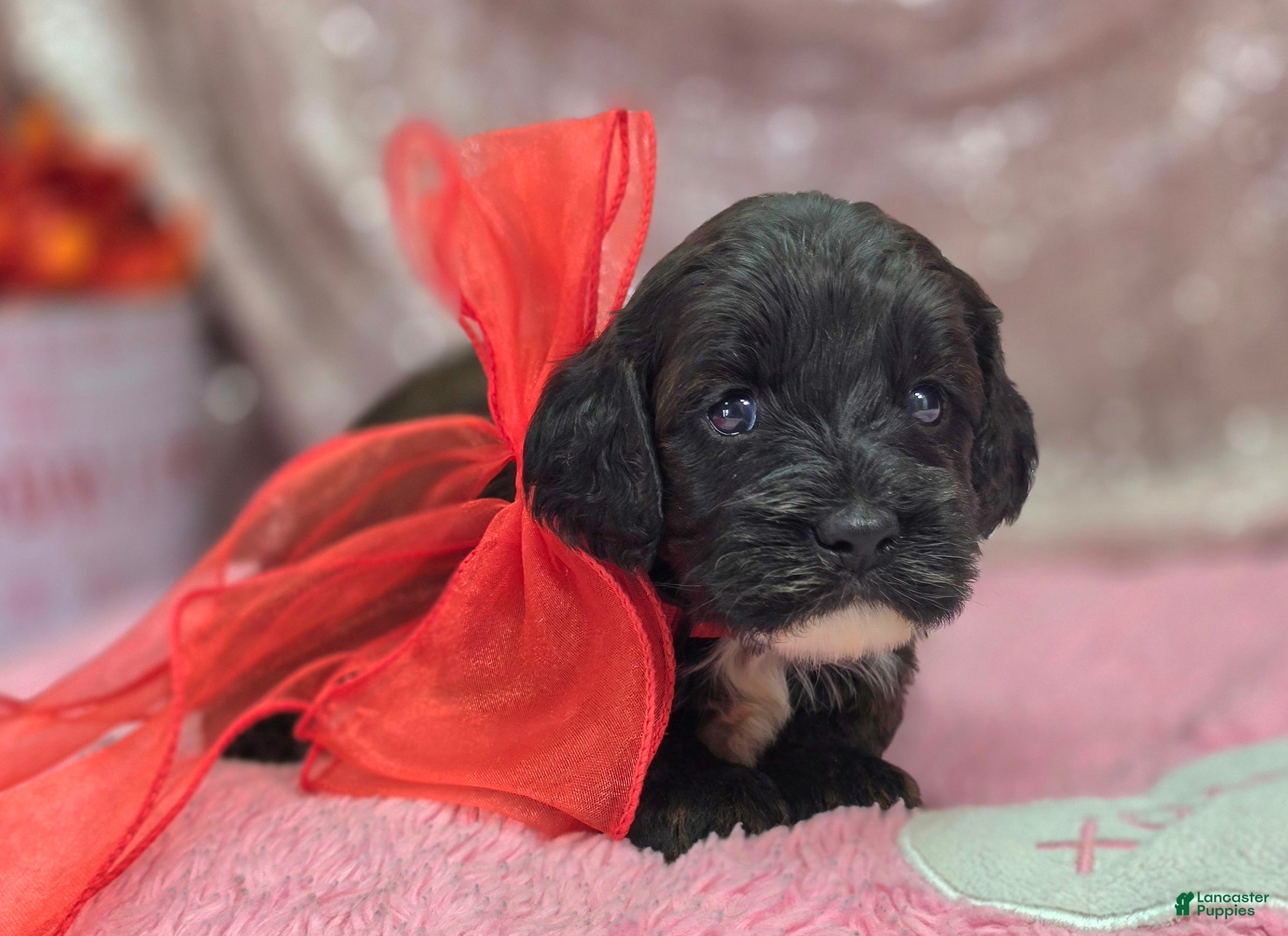 Cockapoo dogs Vega - Ad 17