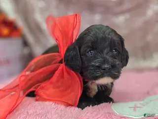 Cockapoo dogs Vega - Ad 17