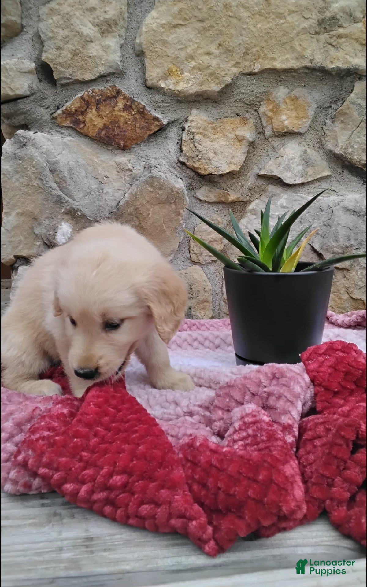Golden Retriever dogs Rolex - Ad 2