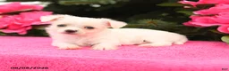 Mixed Breed dogs for sale: Snowflake - Ad 3